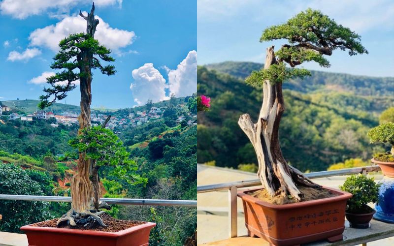 bonsai-dang-truc-van-nhan 