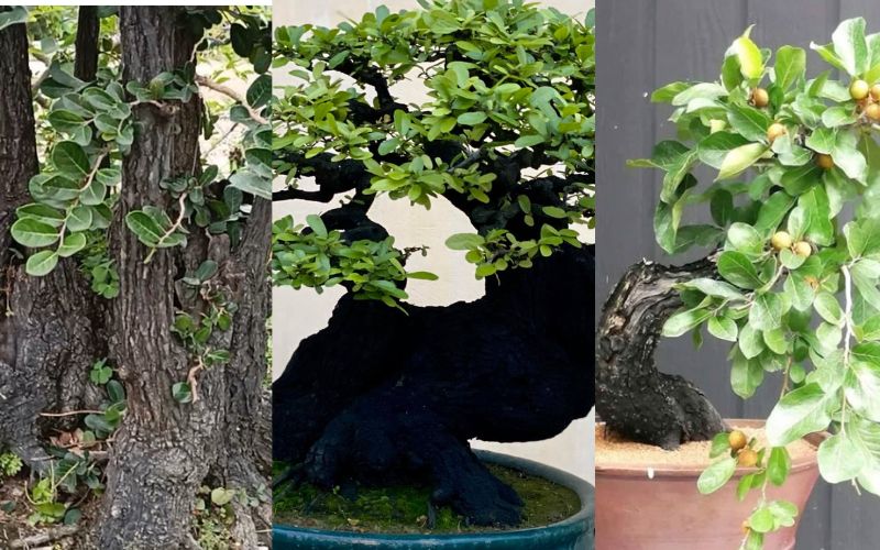 cay-cam-thi-bonsai