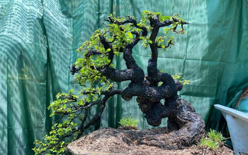 cay-cam-thi-bonsai