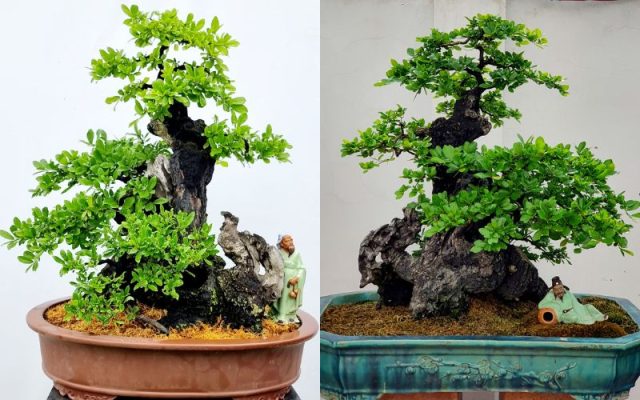 cay-cam-thi-bonsai