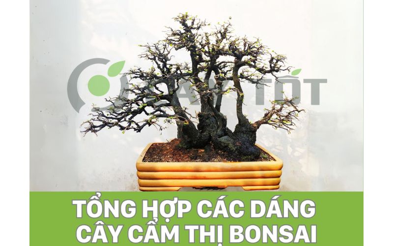 cay-cam-thi-bonsai