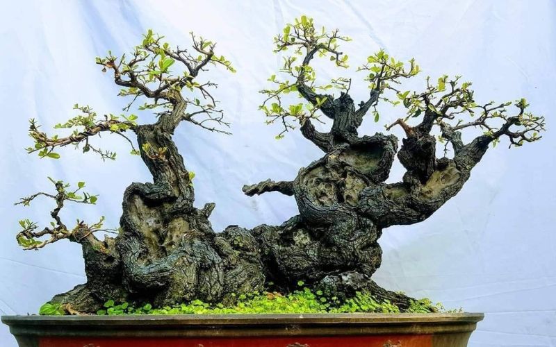 cay-cam-thi-bonsai