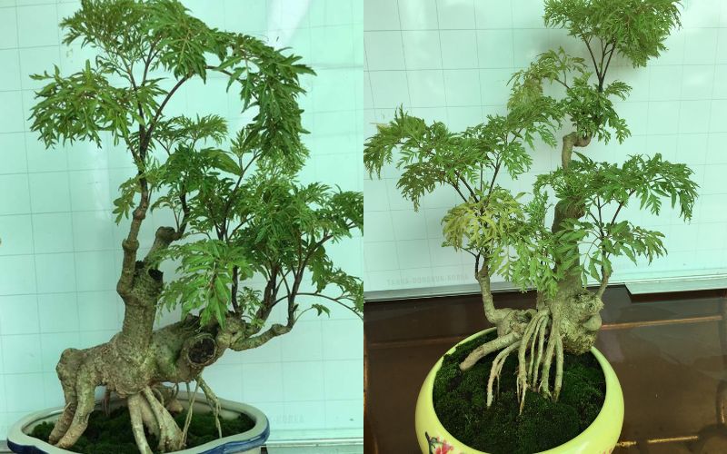 dinh-lang-bonsai