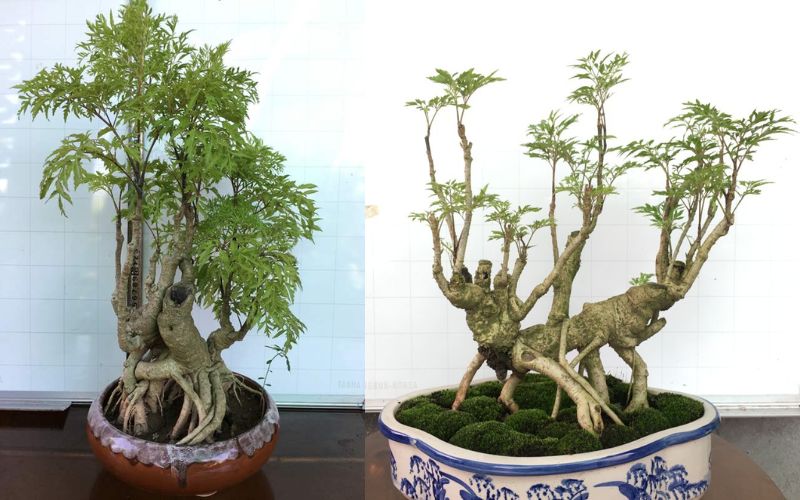 dinh-lang-bonsai