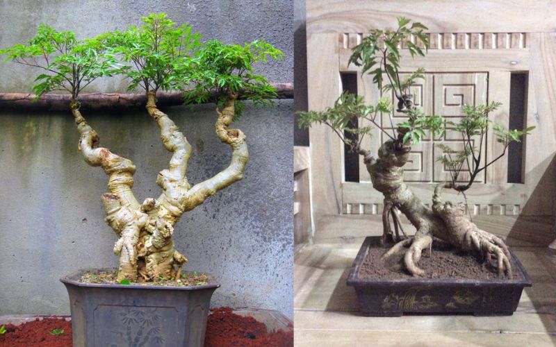 dinh-lang-bonsai