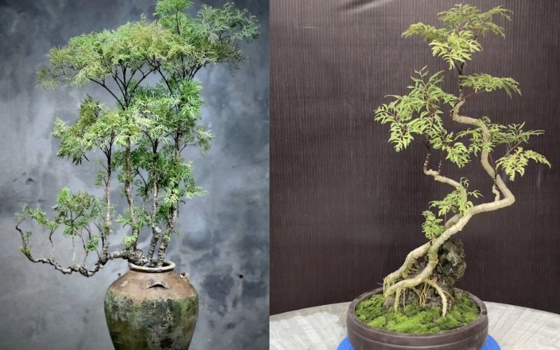 dinh-lang-bonsai