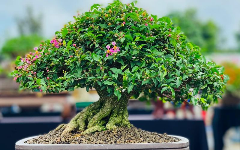 hong-ngoc-mai-bonsai