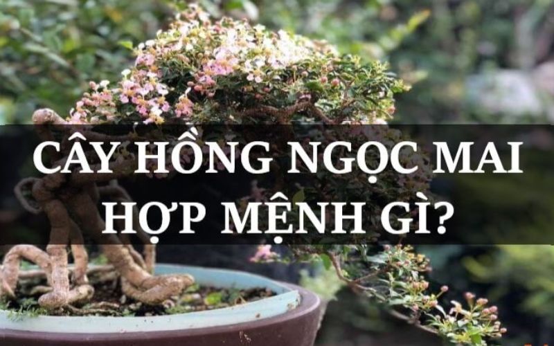 hong-ngoc-mai-bonsai