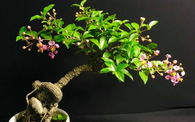 hong-ngoc-mai-bonsai