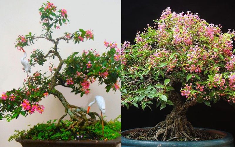 hong-ngoc-mai-bonsai