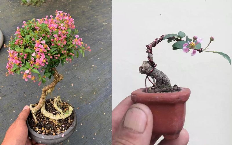 hong-ngoc-mai-bonsai