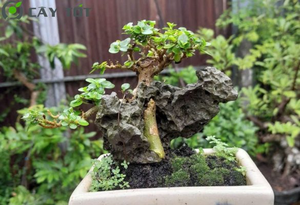 Cây sam hương bonsai