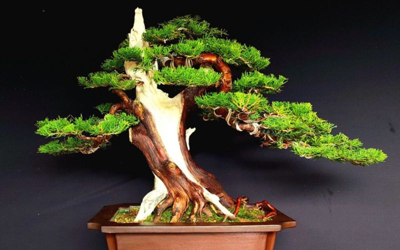 Trắc bách diệp bonsai