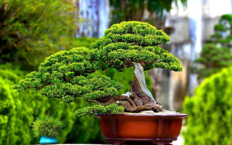 Trắc bách diệp bonsai