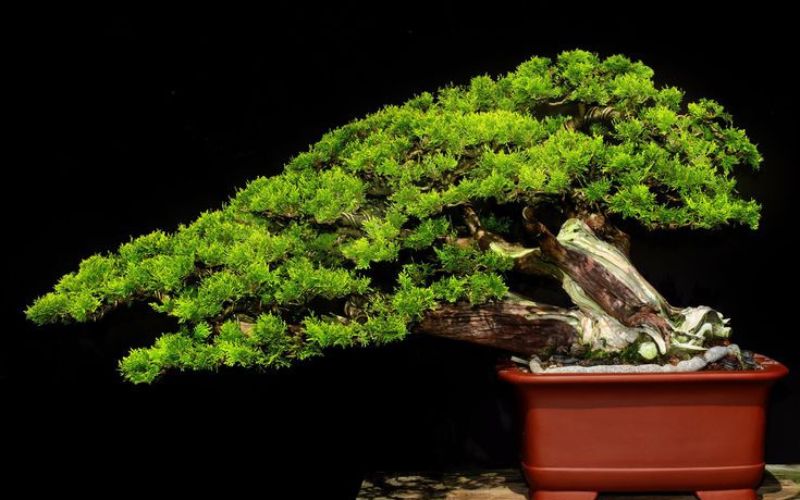 Trắc bách diệp bonsai