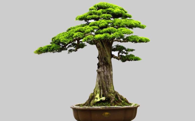 Trắc bách diệp bonsai