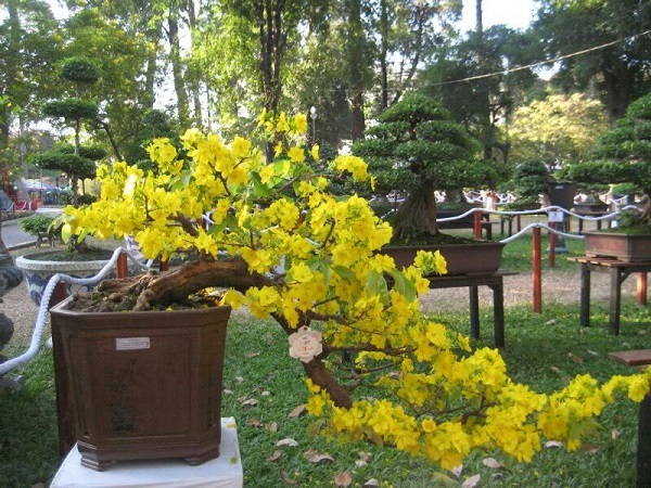 cach-uon-mai-bonsai