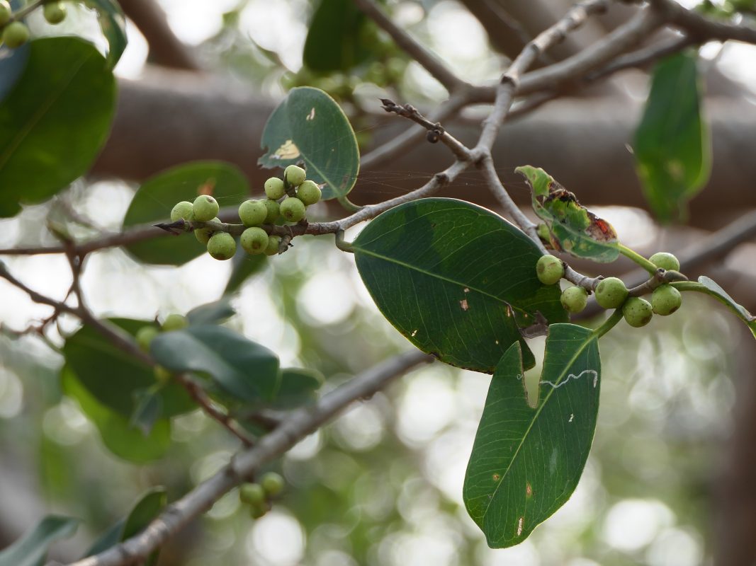 Quả cây Gừa