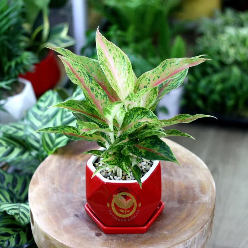  cây lá màu Aglaonema