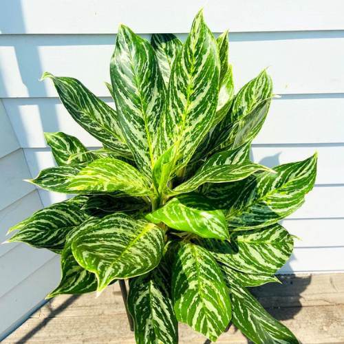  cây lá màu Aglaonema