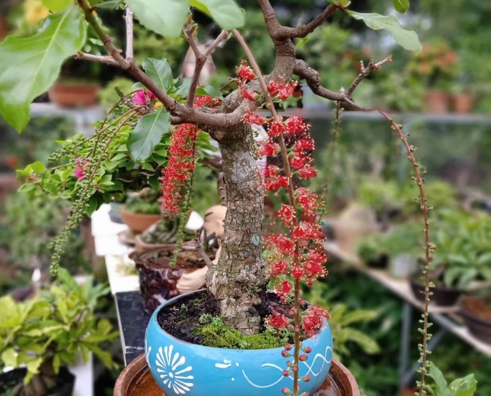 lộc vừng bonsai