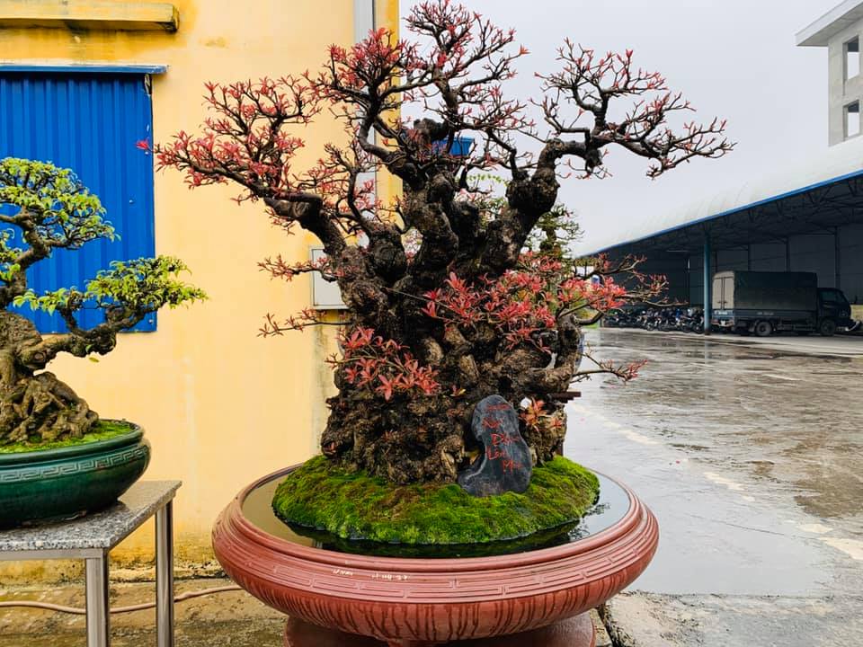 lộc vừng bonsai