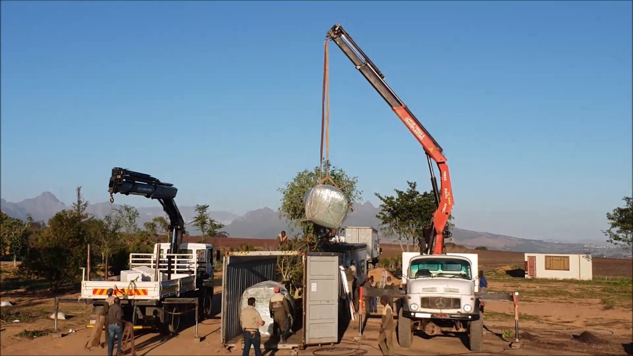 vận chuyển cây vạn lộc hồng chuyên nghiệp