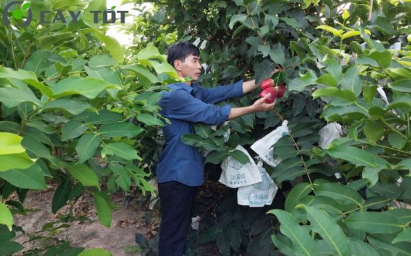 Cây mận hồng MST được chăm sóc bởi bà con Sóc Trăng