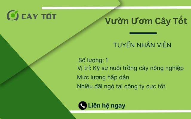 Cây Tốt tuyển dụng kỹ sư nông nghiệp, lương 8tr trở lên