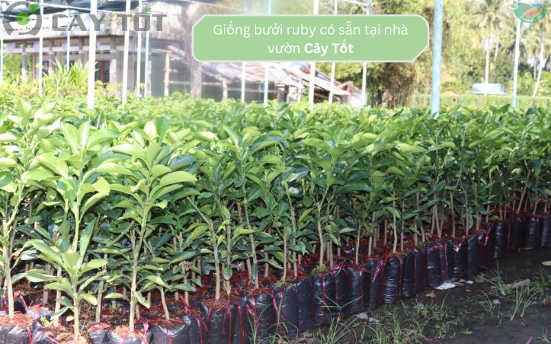 Giống bưởi ruby đang có sẵn tại nhà vườn