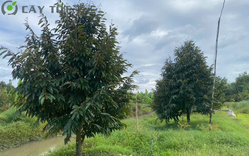 Giống sầu riêng Musang King