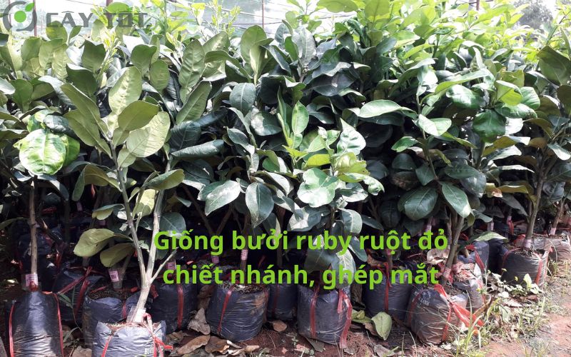 Giống bưởi ruby ruột đỏ Thái Lan, cây giống chuẩn f1 tại nhà vườn