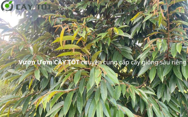 Vườn Ươm Cây Tốt chuyên cung cấp giống cây sầu riêng chuẩn f1, chất lượng cao