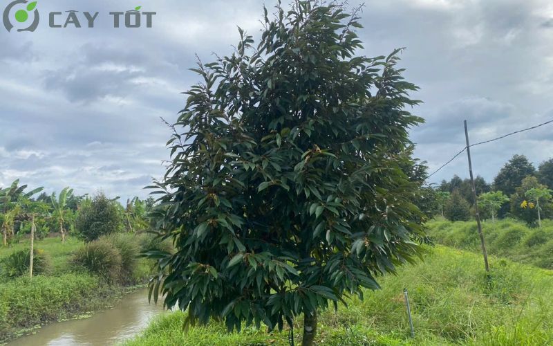 Giống sầu riêng Musang King