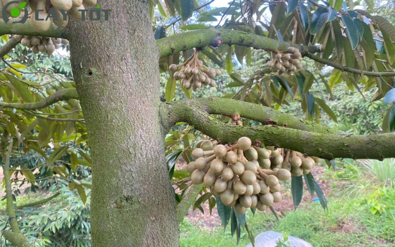 Hoa sầu riêng Musang King