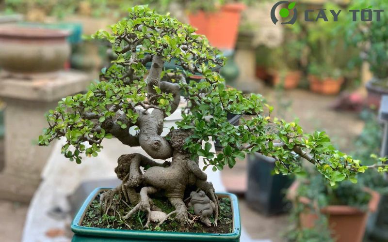 Cây duối bonsai đẹp mắt