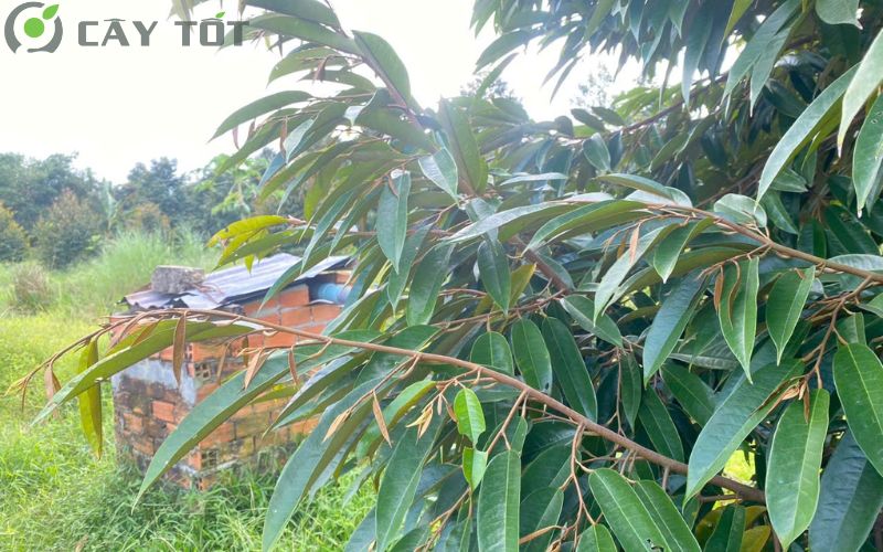 Lá sầu riêng Musang King