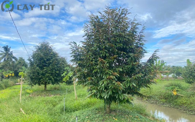 Cây sầu riêng Musang King