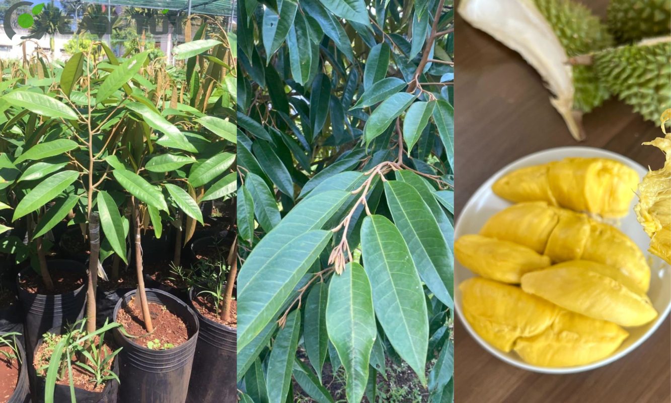 Giống sầu riêng Musang King