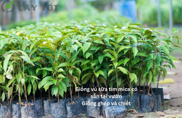 Giống vú sữa tím mica chuẩn f1, chất lượng