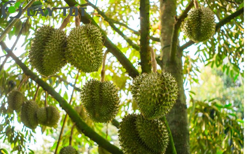 Sầu riêng musang king