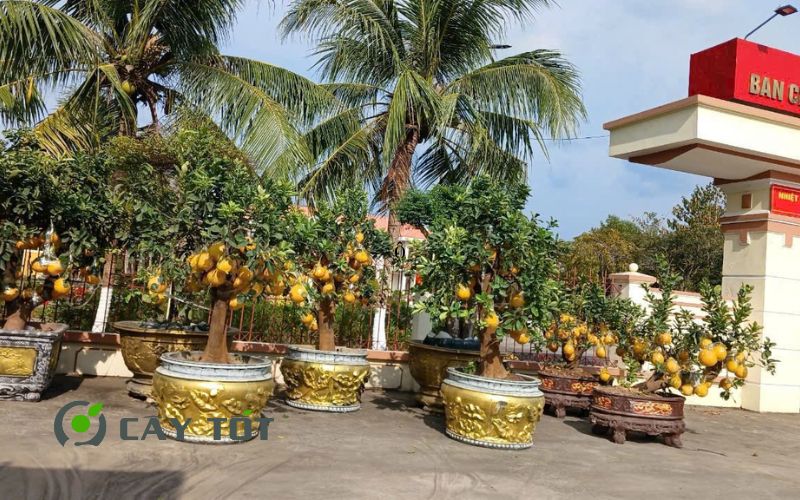 Chậu xi măng tròn