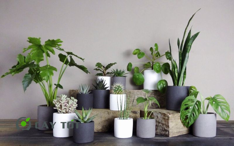 Chậu xi măng tròn mini