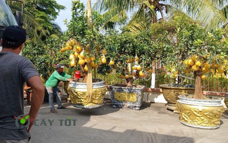 Chậu xi măng tròn