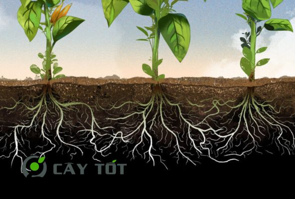 Thuốc kích rễ cho cây