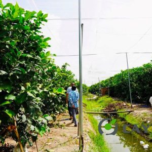 Giống Mận Hồng MST Sóc Trăng Ươm 2 Năm Rưỡi