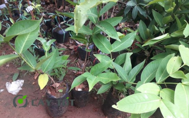 Giống Mận Hồng MST Sóc Trăng