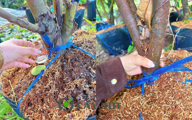 Giống Mận Hồng MST Sóc Trăng