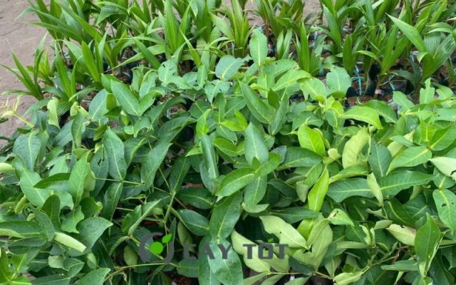 Liên hệ Cây Tốt để được tư vấn về Giống Mận Hồng MST Sóc Trăng Ươm 2 Năm Rưỡi