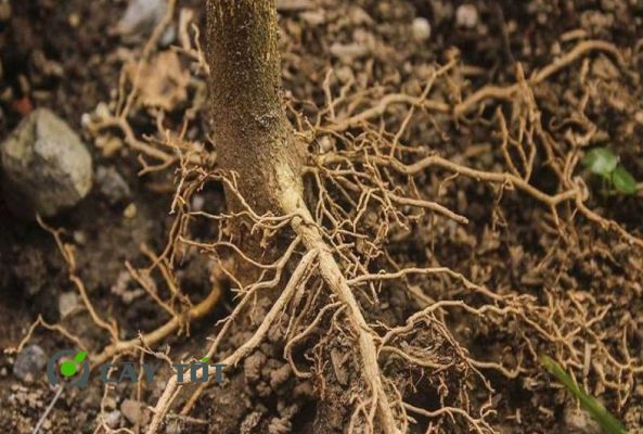 Thuốc kích rễ giá rẻ cho nhà nông